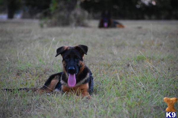 emivetx Picture 2